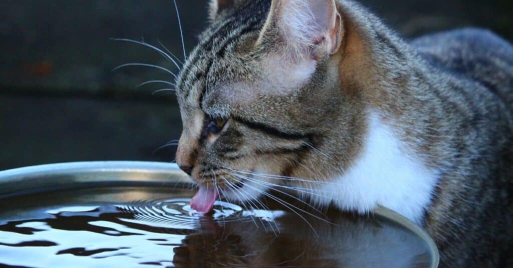 A cat drinking water.
