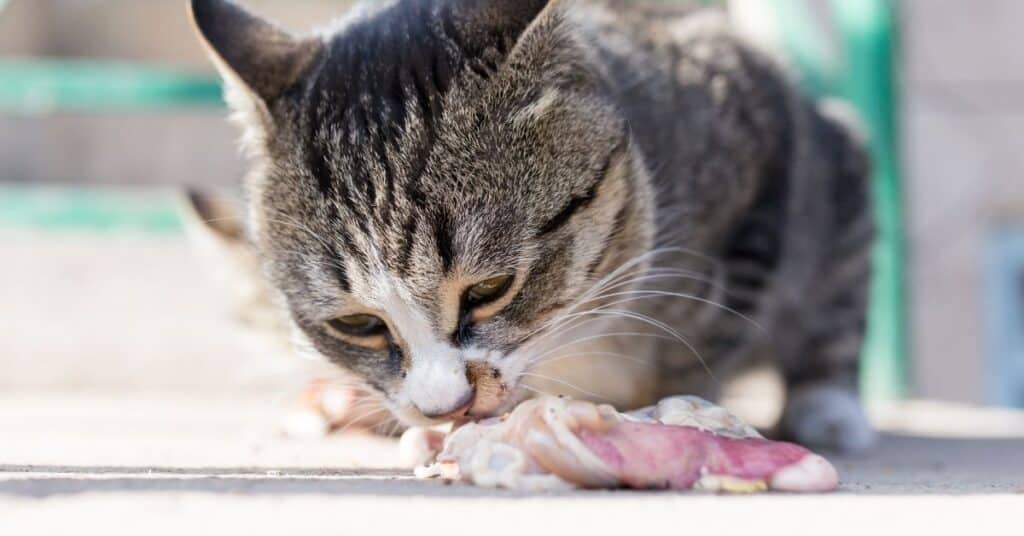 A cat eating meat. Cat's are obligate carnivores.