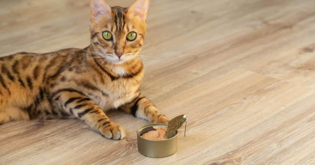 A cat eating canned wet cat food.