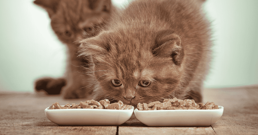 A kitten eating wet food.
