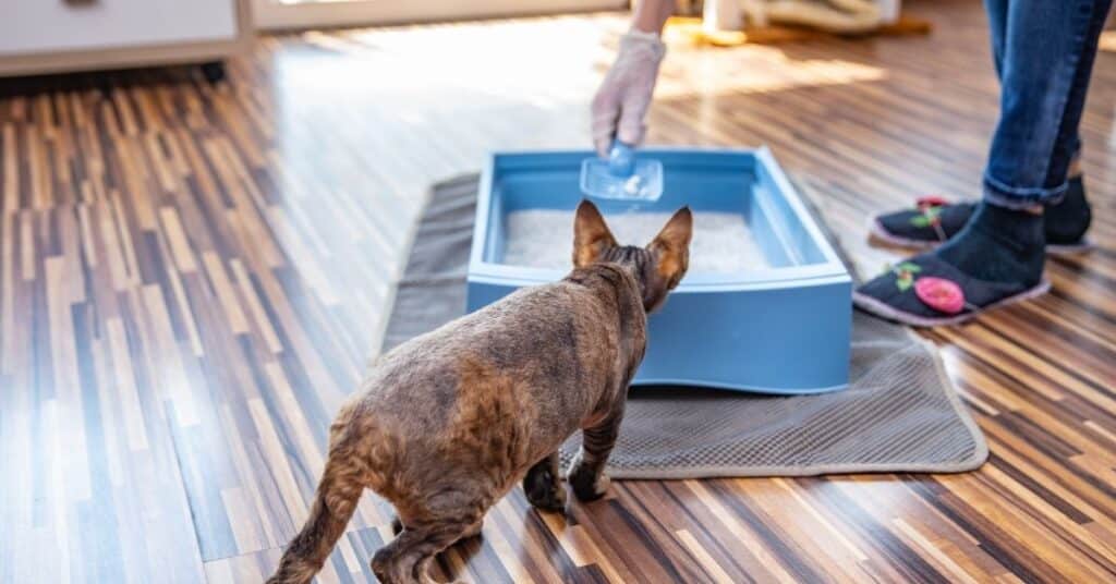Clean your cat's litter daily to keep odor down in small apartments.