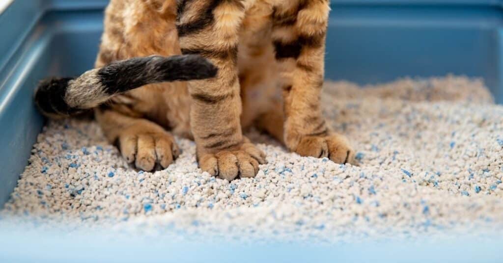 Many cat's prefer a small type of litter on the paws. Use a cafeteria test (side-by-side test) to find what works best for your cat.