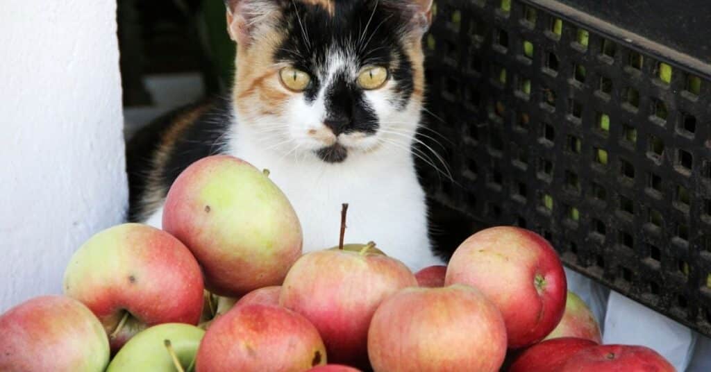 A cat with apples. Made By Nacho includes some fruit and vegetables ingredients which may put off some cats.