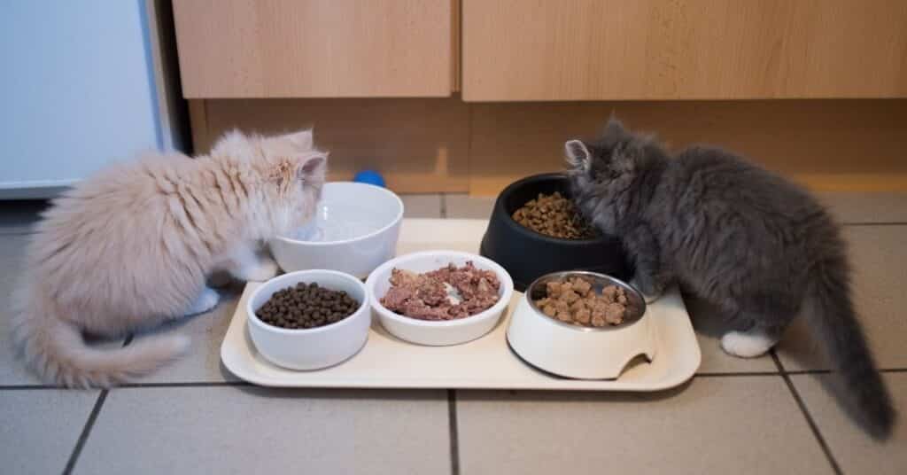 Feeding kittens a variety of food can help with food intake.