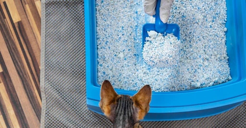 Crystal cat litter tracks more than large pellets. A litter mat can help to keep the apartment clean.