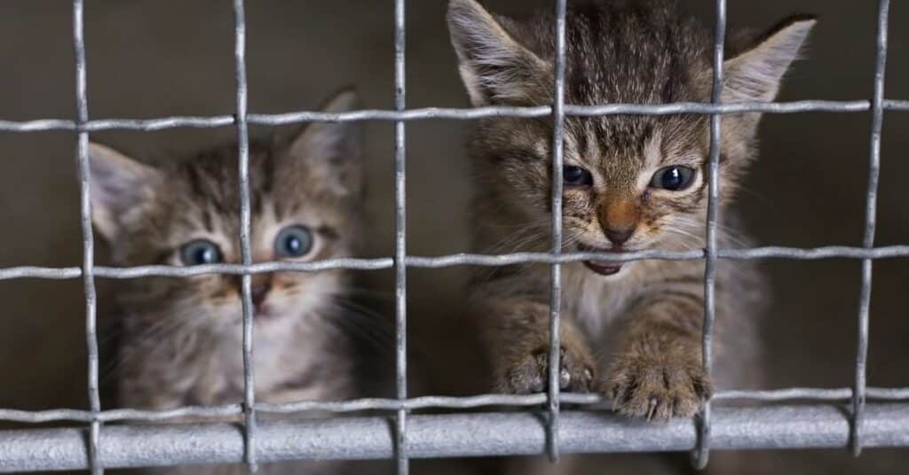 Kittens in shelters have a higher risk of parasites and problems like diarrhea.