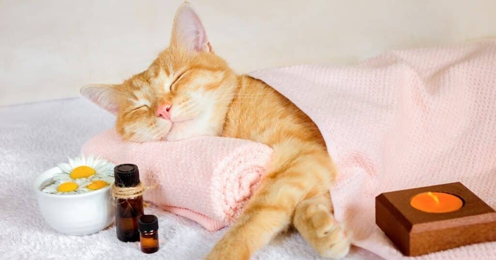 A cat relaxing with essential oils.