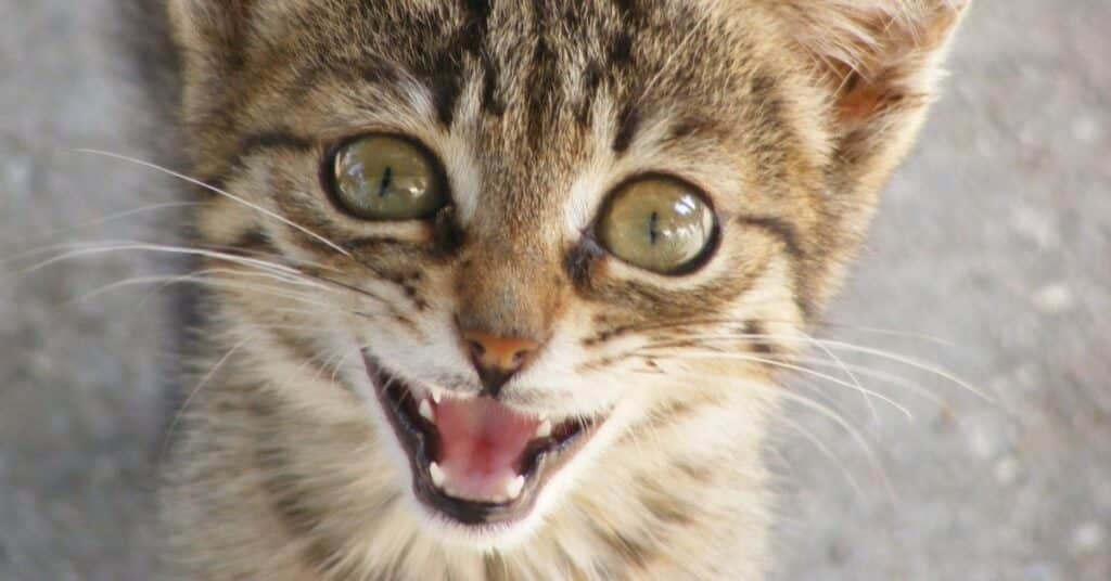 A kitten meowing for food. Feed a kitten at least 4 times a day to meet their growing needs.
