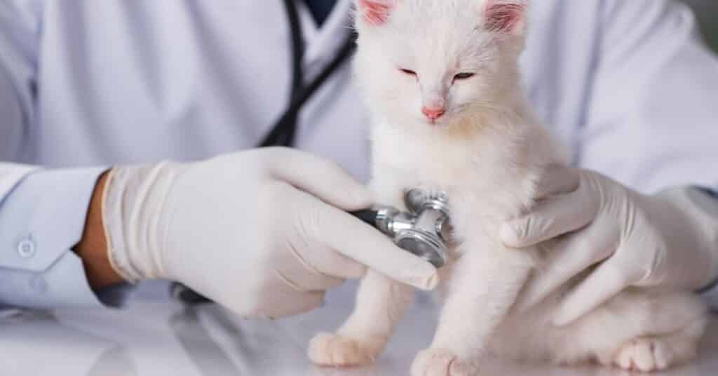 A vet examining a kittens vital signs.