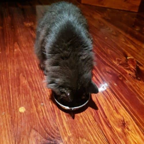 A cat taste testing Crave cat food.