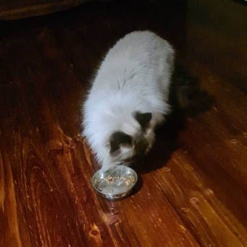 A cat taste testing Crave cat food.