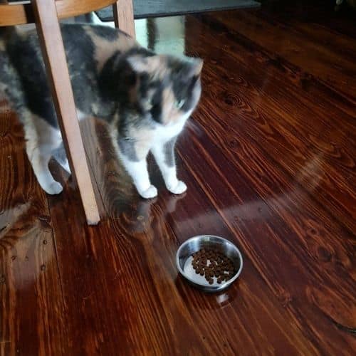 A cat taste testing Crave cat food.