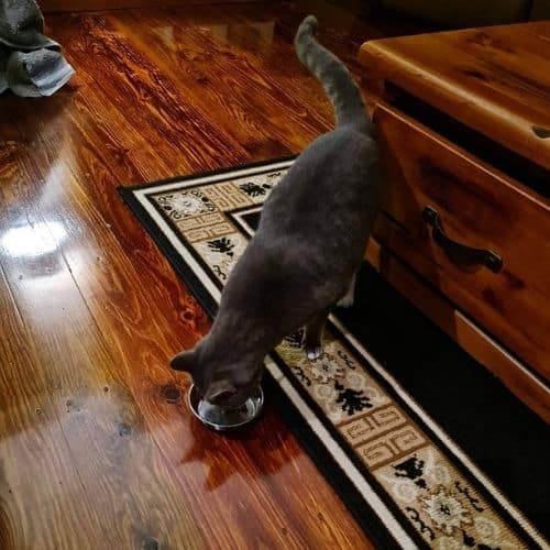 A cat taste testing Crave cat food.