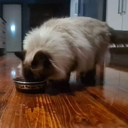 Our cat testing Meat Mates beef dinner.