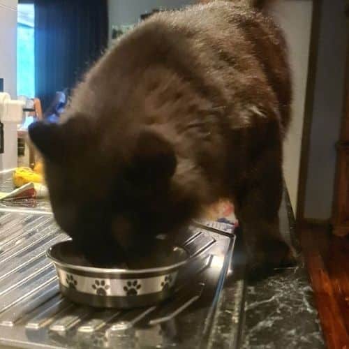 Our cat testing Meat Mates beef dinner.