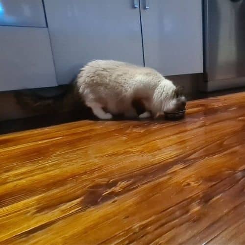 Our cat testing Meat Mates chicken dinner.