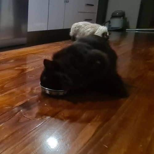 Our cat testing Meat Mates chicken dinner.