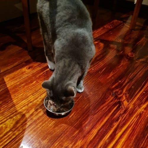 Our cat testing Meat Mates chicken dinner.