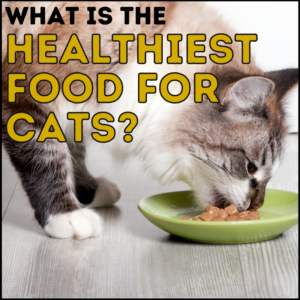 What Is the Healthiest Cat Food for Cats?