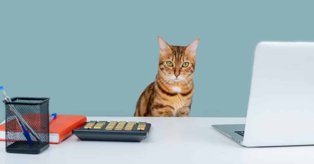 A cat next to a calculator.