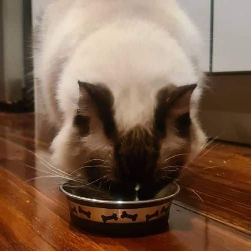Our cat testing Fancy Feast savory centers pate with salmon and a gourmet gravy