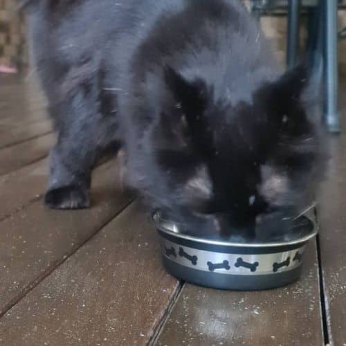Our cat testing Fancy Feast savory centers pate with salmon and a gourmet gravy