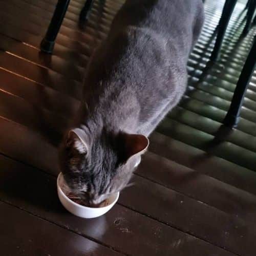 Our cat testing Fancy Feast savory centers pate with salmon and a gourmet gravy