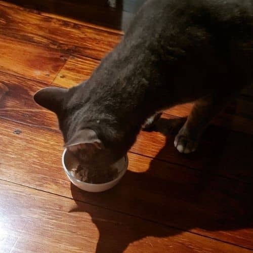 Our cat testing Fancy Feast turkey feast in gravy.