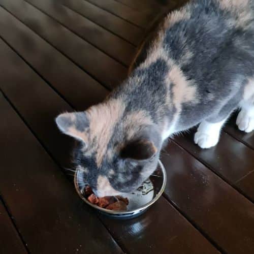 Our cat taste testing Sheba chicken & liver pate.