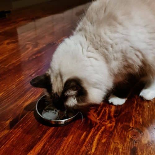 Our cat taste testing Sheba turkey pate.