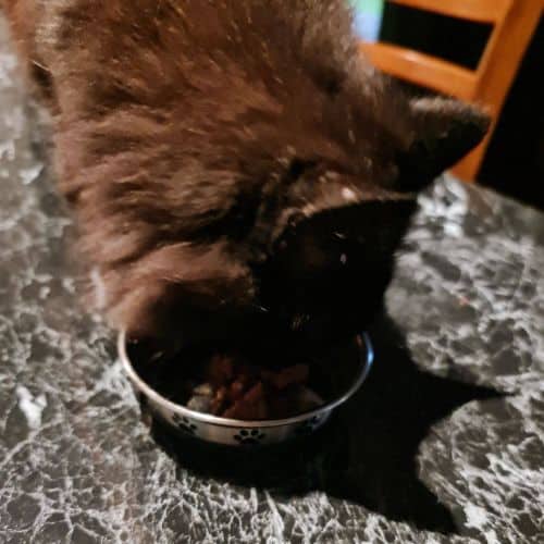 Our cat taste testing Sheba turkey pate.