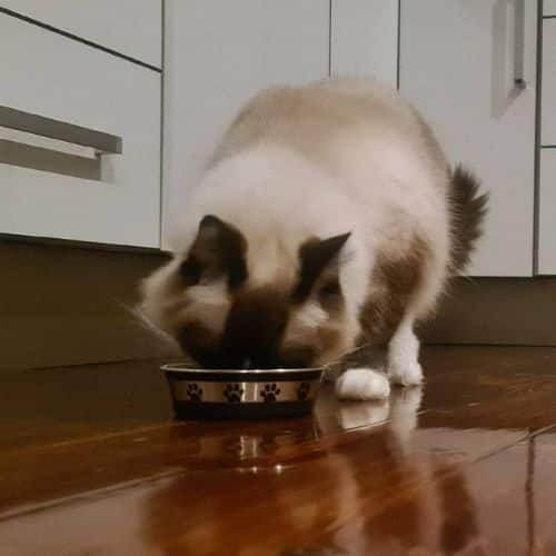 Our cat testing Wellness Core tiny tasters chicken & turkey pate.