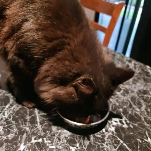 Our cat testing Wellness Core tiny tasters duck pate.