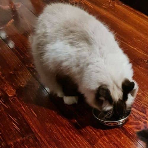 Our cat testing Wellness Core tiny tasters duck pate.