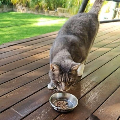 Our cat testing Ziwi Peak 5 meats & fish East Cape cat food.