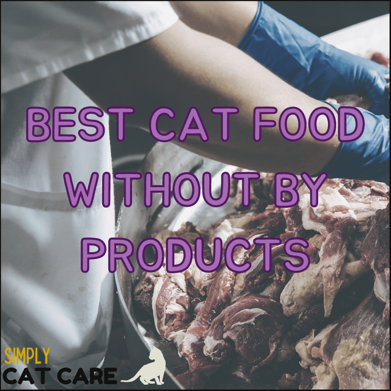 3 Best Cat Food Without By Products