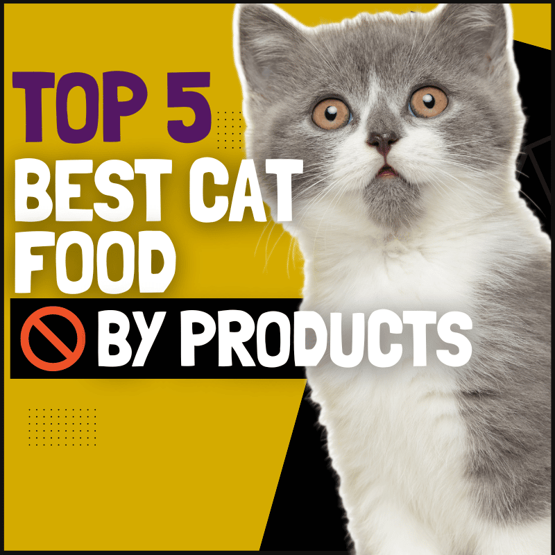5 Best Cat Food Without By Products (No Weird Unknown Ingredients)