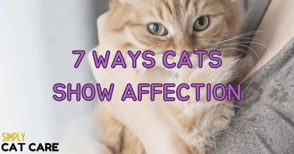 7 Ways Cats Show Affection