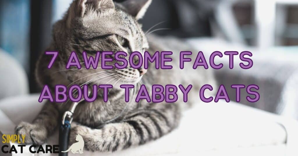 7 Awesome Facts About Tabby Cats
