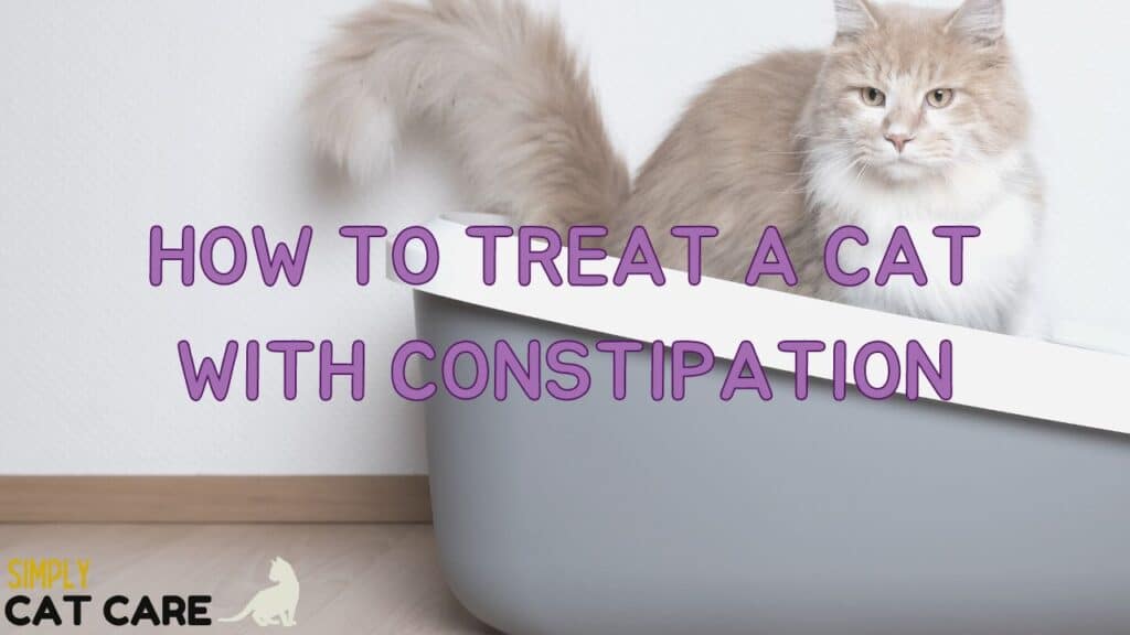 How to Treat a Cat with Constipation (step-by-step guide)