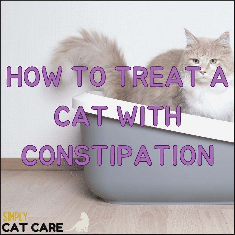 How to Treat a Cat with Constipation