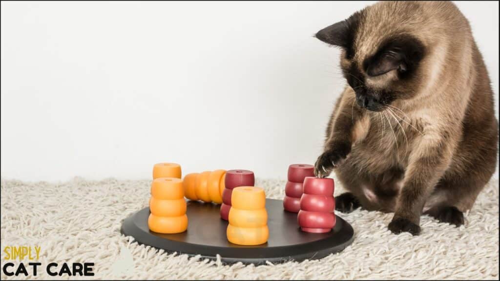 A cat using a puzzle feeder