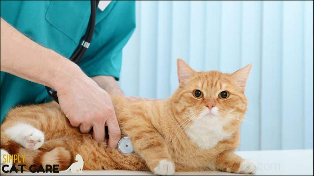 A cat getting a vet check-up.