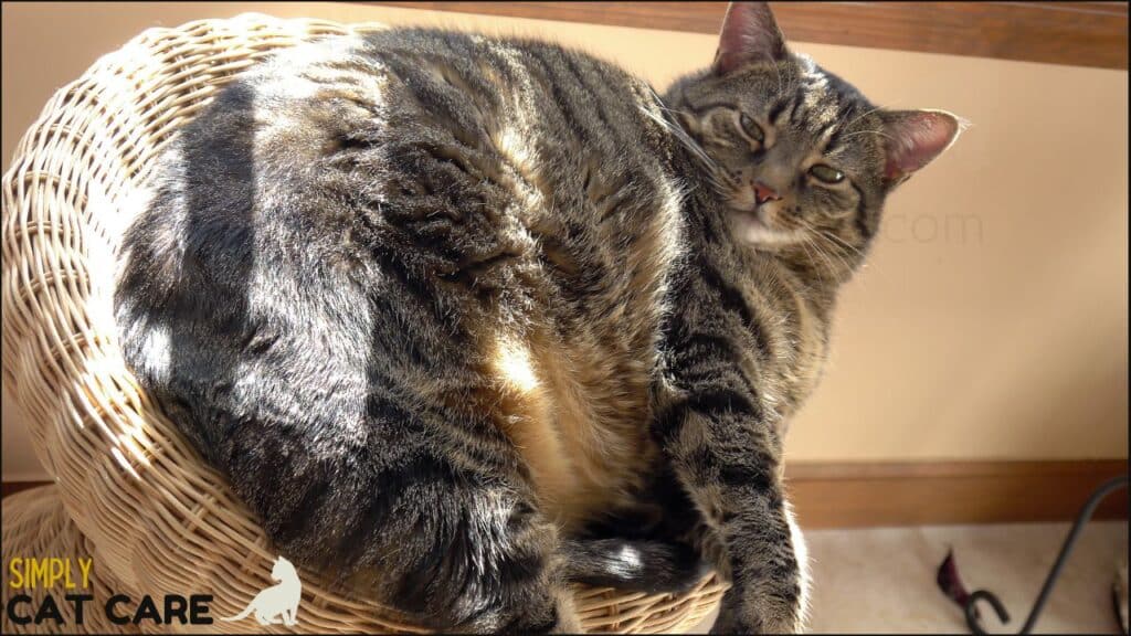 A cat carrying excess weight. Use the Body Condition Score chart to find out if your cat is overweight or obese.