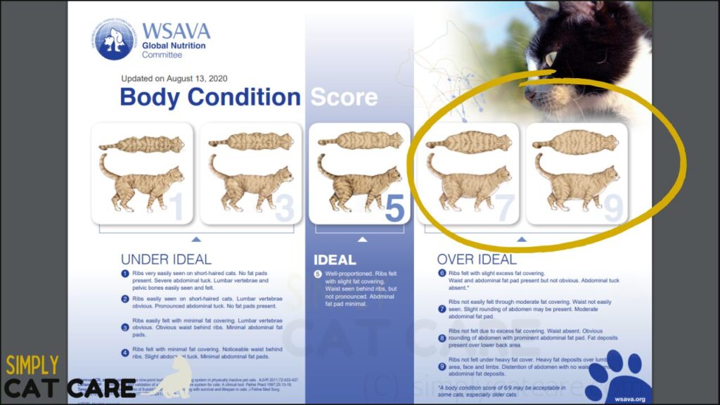 A body condition score over 5 is over ideal body weight in cats. Aim to get your cat to a 5 in weight for top health.