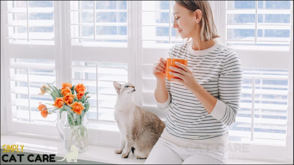 A cat with their owner