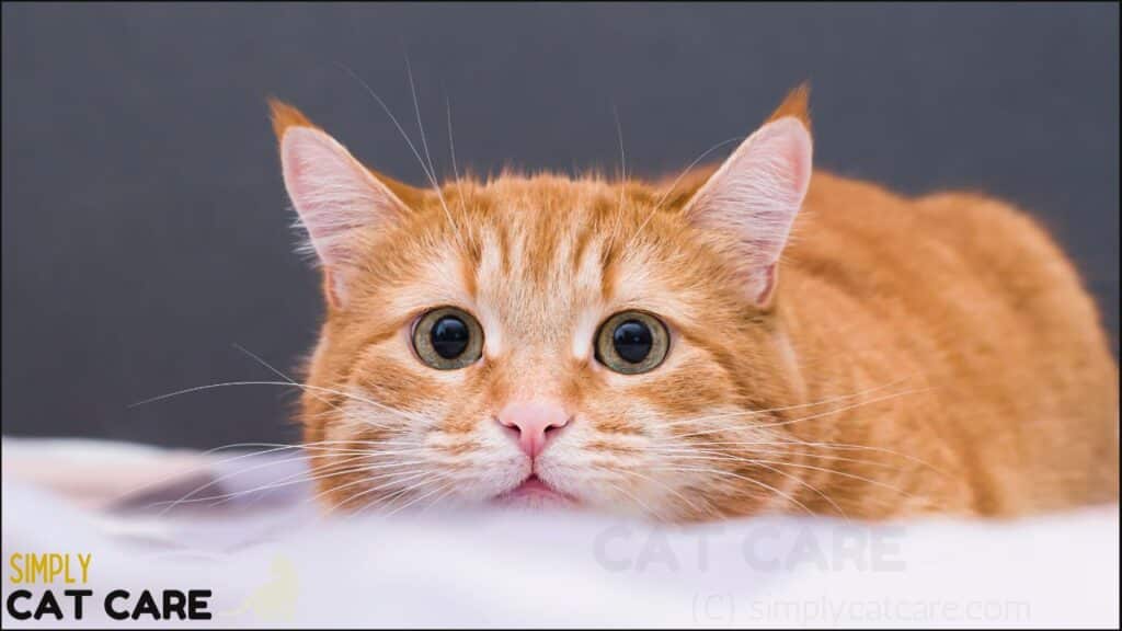A cat hunting