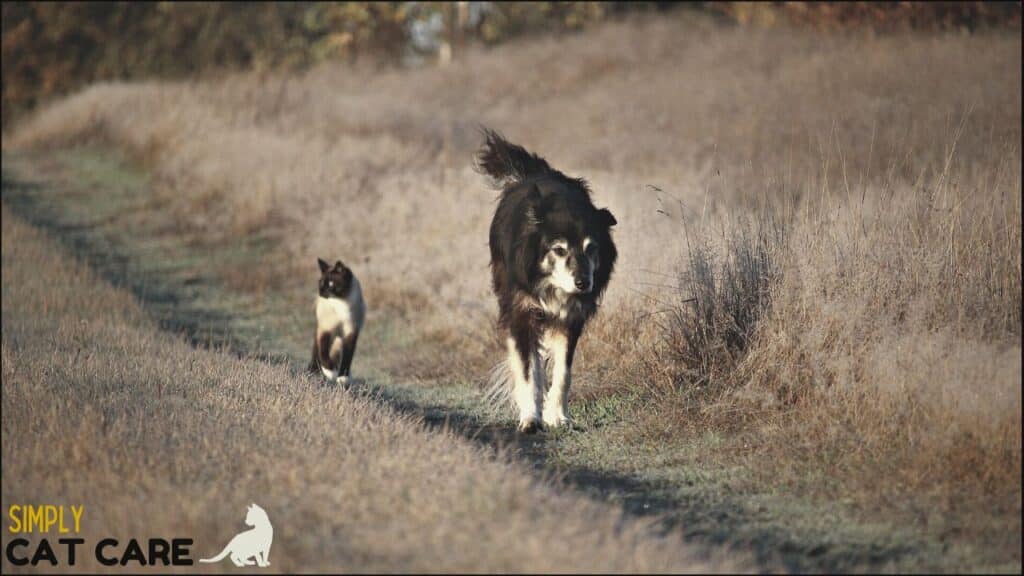 A cat running away with a dog.