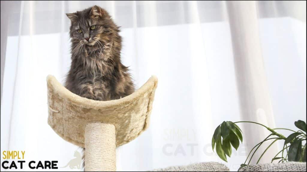 A cat tree with a cat.