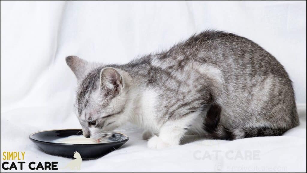 A cat drinking milk